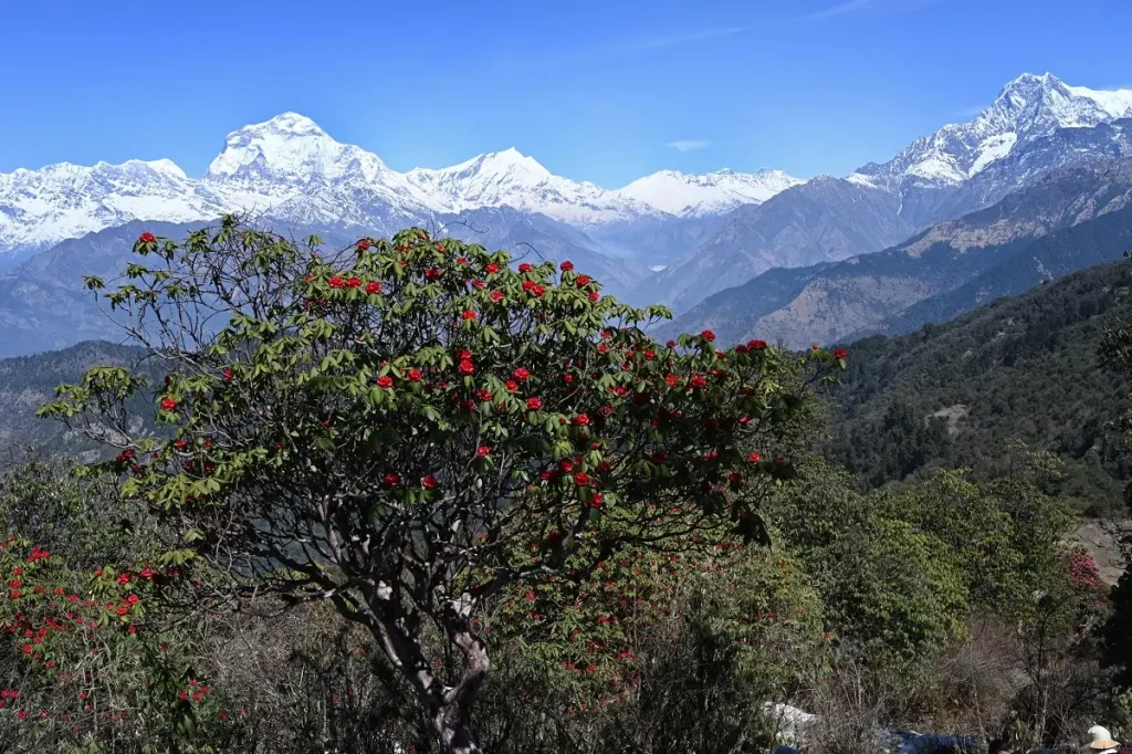 Ghorepani Ghandruk Trek Package